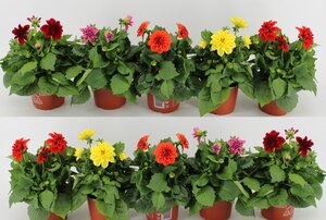 Dahlia Dahlietta mix²