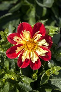 Dahlia Dahlietta Surprise 'Cindy'