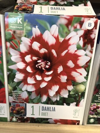 DAHLIA DUET