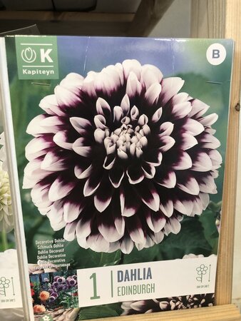 DAHLIA EDINBURGH