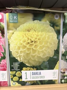 DAHLIA GOLDEN TORCH