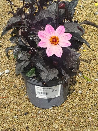 DAHLIA Happy Days Pink