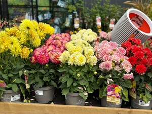 DAHLIA IN VARIETIES