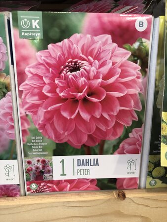 DAHLIA PETER