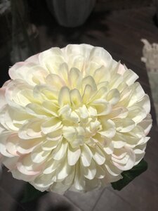 Dahlia pompon spray cream/pink 74cm - image 2
