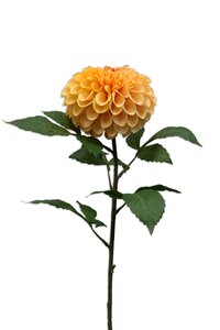 Dahlia pompon spray peach 74cm