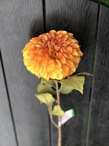 Dahlia Pompon Yellow/Orange