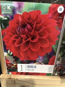 DAHLIA RED CAP