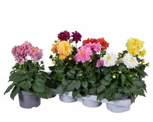Dahlia Royal Dahlietta mix