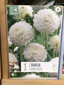 DAHLIA WHITE ASTER