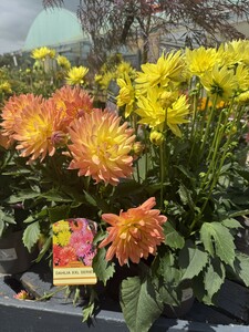 DAHLIA XXL IN VARIETIES