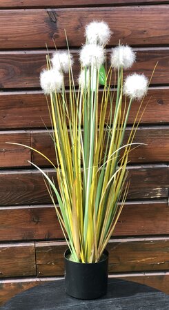 Dandelion grass autumn