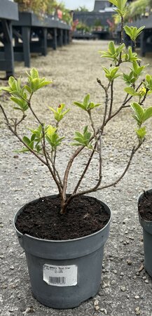 Daphne gemmata 'Royal Crown'