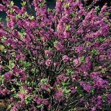 Daphne mezereum 'Rubra'  25-30 CM