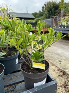 Daphne mix - image 2