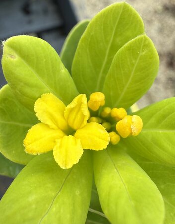 Daphne mix - image 1