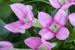 Daphne 'Spring Beauty'