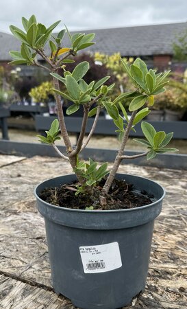 Daphne tangutica