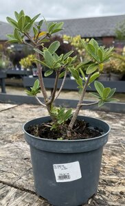Daphne tangutica