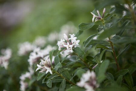 Daphne tangutica
