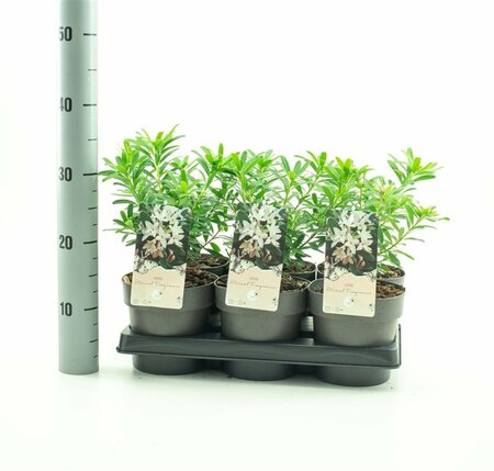 Daphne trans. 'Eternal Fragrance' 1.5 Ltr pot