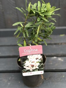 Daphne transatlantica Eternal Fragrance