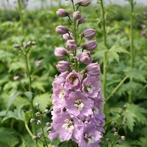 Delphinium 'Astolat'