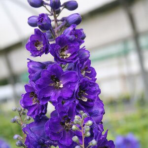 Delphinium 'Black Knight' p.h.