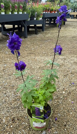 Delphinium c.M.F. D.Blue/Black Bee - image 2