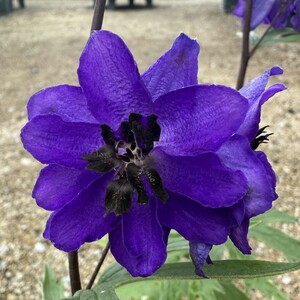 Delphinium c.M.F. D.Blue/Black Bee - image 1