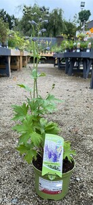 Delphinium cult. Dasante Blue - image 2
