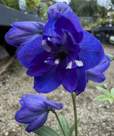 Delphinium cult. Dasante Blue - image 1