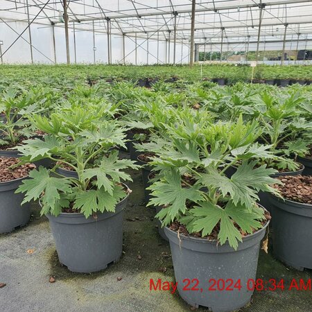 DELPHINIUM Delgenius Breezin