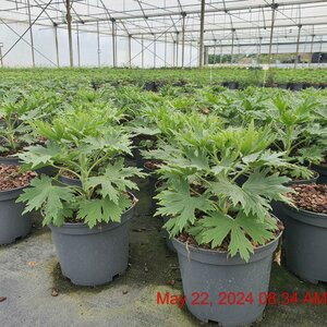 DELPHINIUM Delgenius Breezin