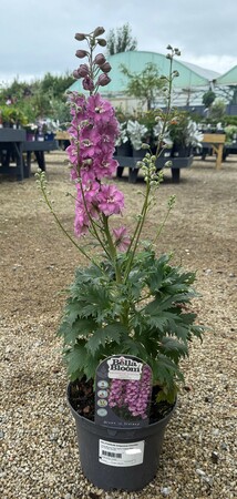 DELPHINIUM Delgenius Chantay - image 2