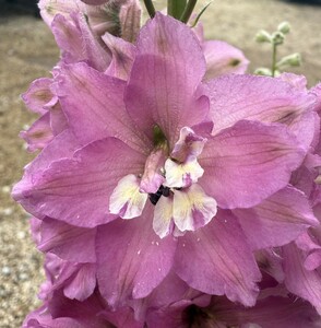 DELPHINIUM Delgenius Chantay - image 1