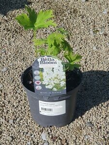 DELPHINIUM Galahad