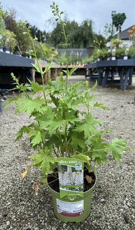 Delphinium 'Galahad' p.h.