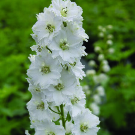 Delphinium 'Galahad' p.h.