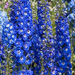 DELPHINIUM gran. Delfix Blue