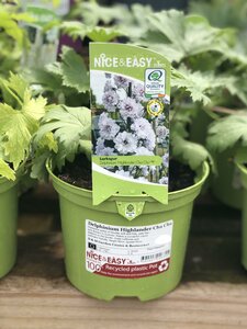 Delphinium Highlander Cha Cha - image 1