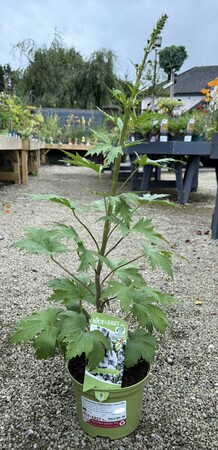 Delphinium Highlander Cha Cha