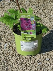 Delphinium Highlander Flamenco
