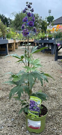 Delphinium Highlander Sweet Sensation - image 2