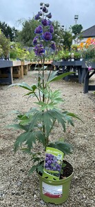 Delphinium Highlander Sweet Sensation - image 2