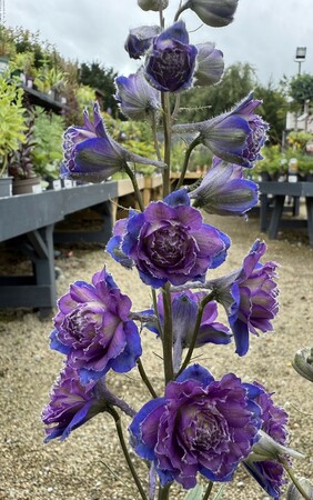 Delphinium Highlander Sweet Sensation - image 1