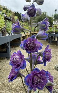Delphinium Highlander Sweet Sensation - image 2