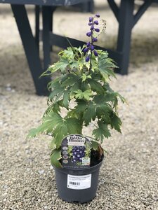 DELPHINIUM Magic Fountain Dark Blue Black Bee