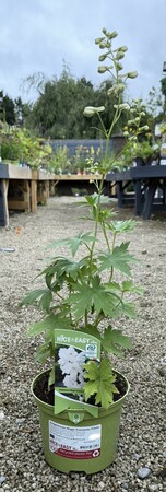Delphinium Magic Fountain White