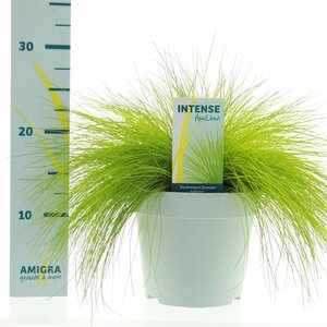Deschampsia flex. 'AmiLime'